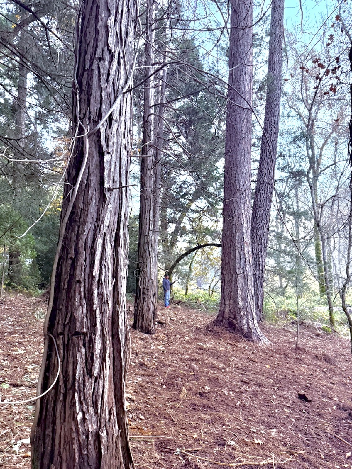 Mature redwood trees on property