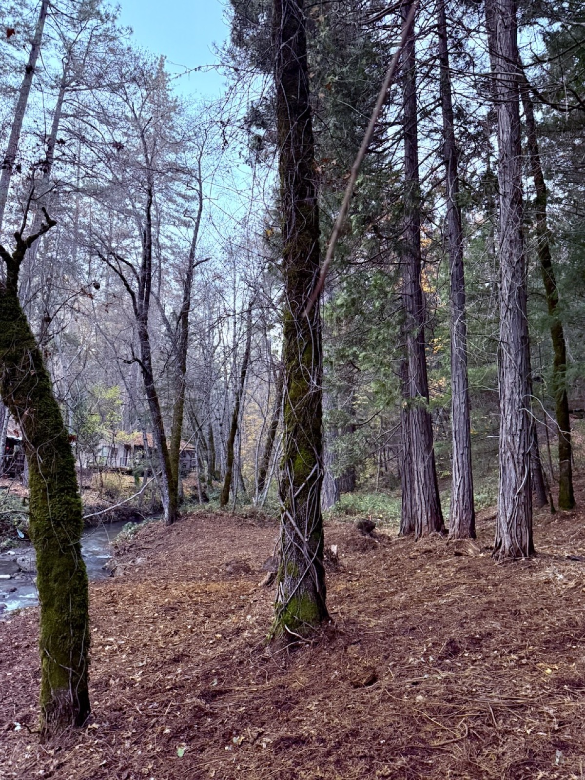 Creek detail and natural features