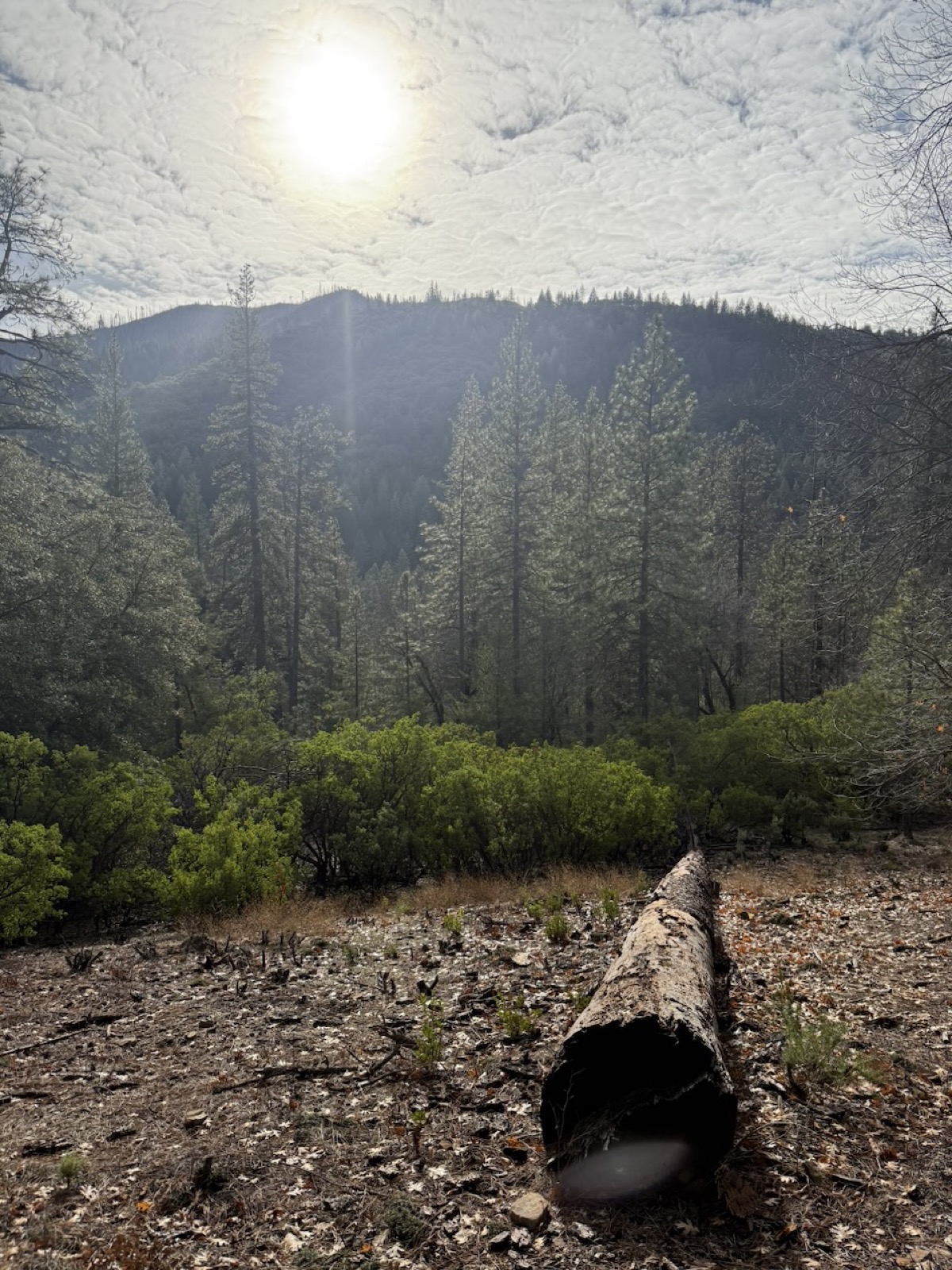 Natural groves and clearings