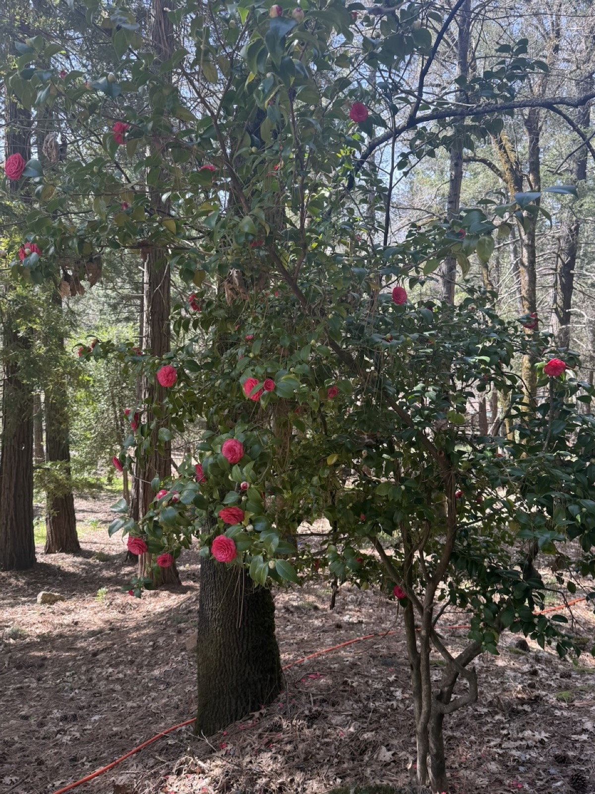 Landscaped area with flowering trees