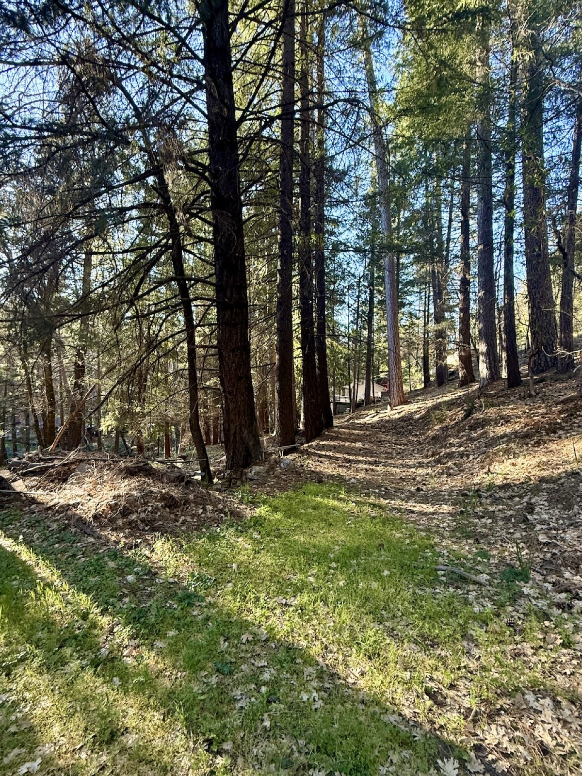 Forest groves and pathways