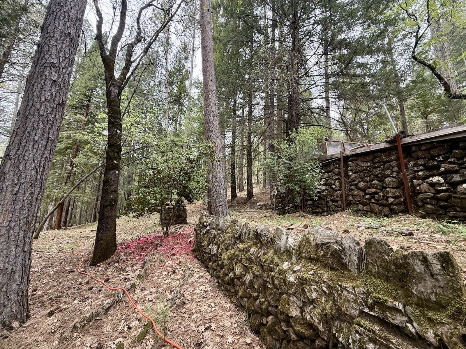 Stone retaining walls and mature trees