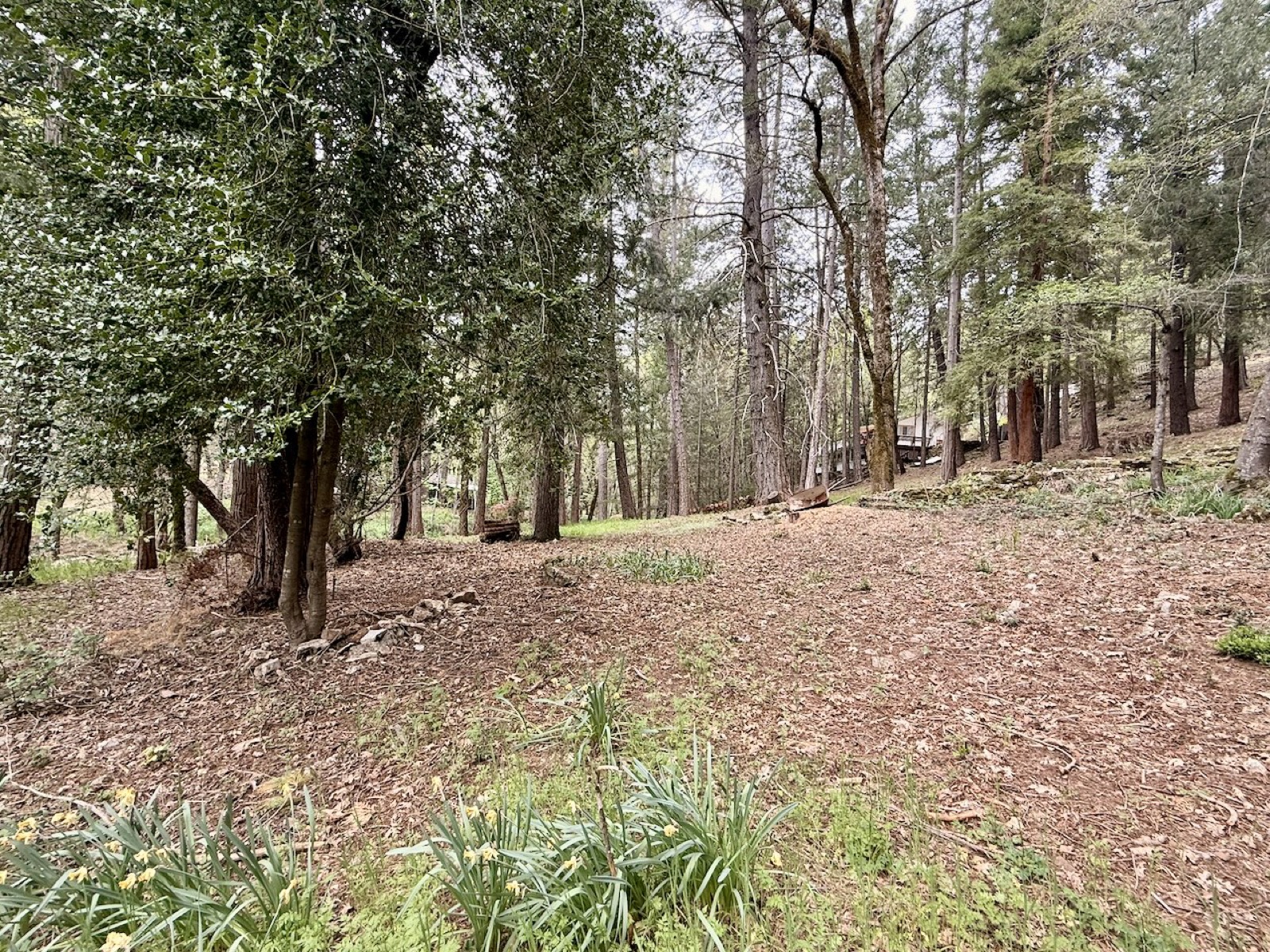 Natural forest settings