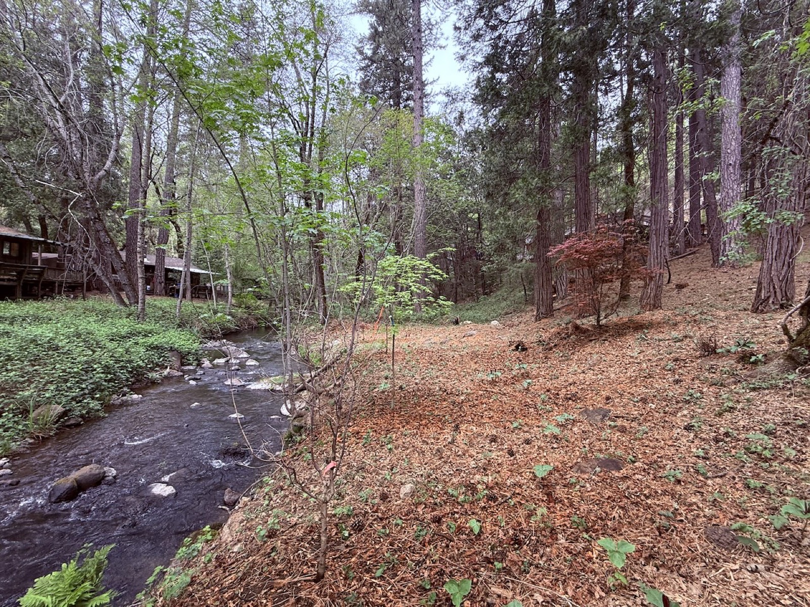Wooded areas and clearings