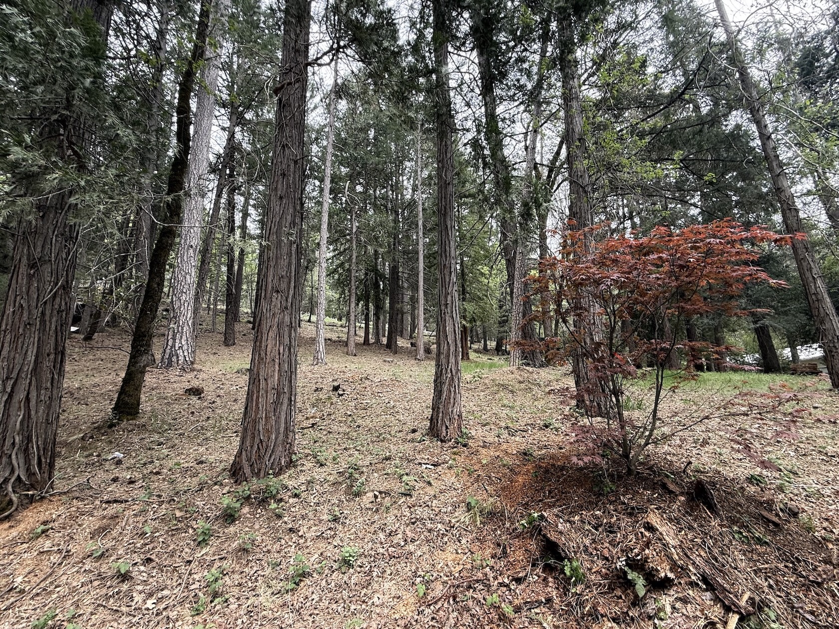 Landscape and terrain views