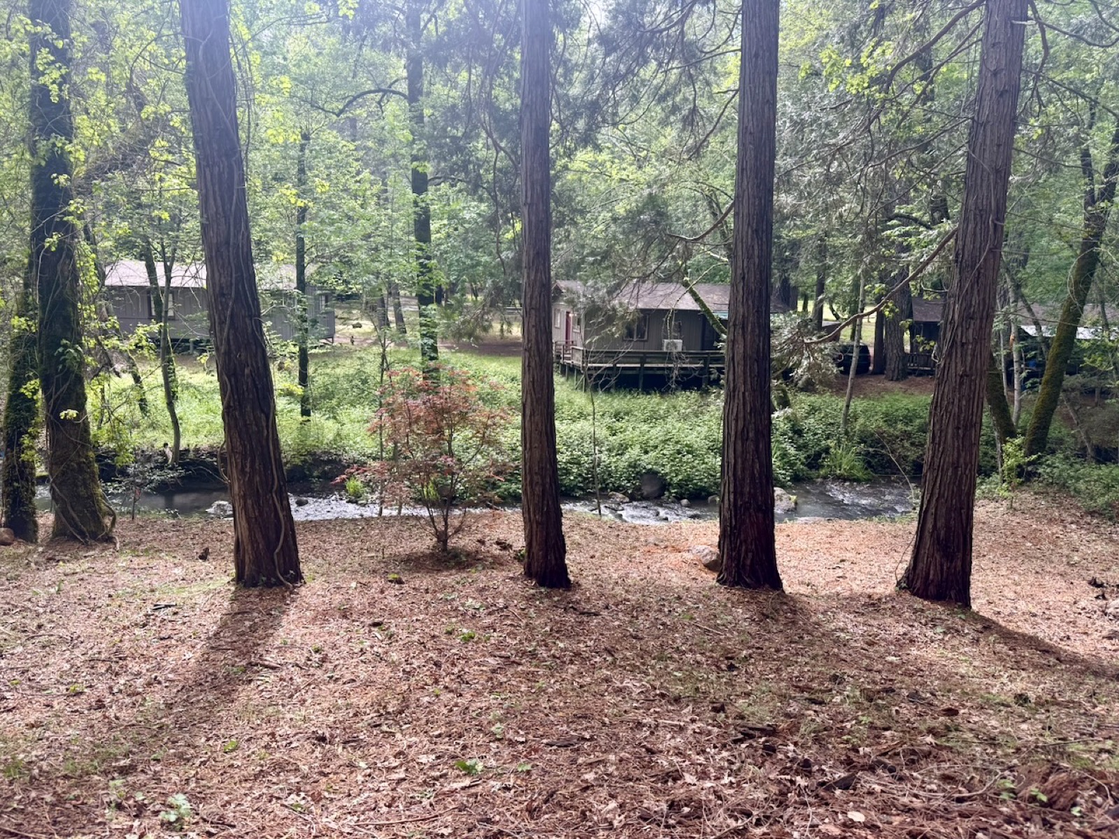 View through the forest canopy
