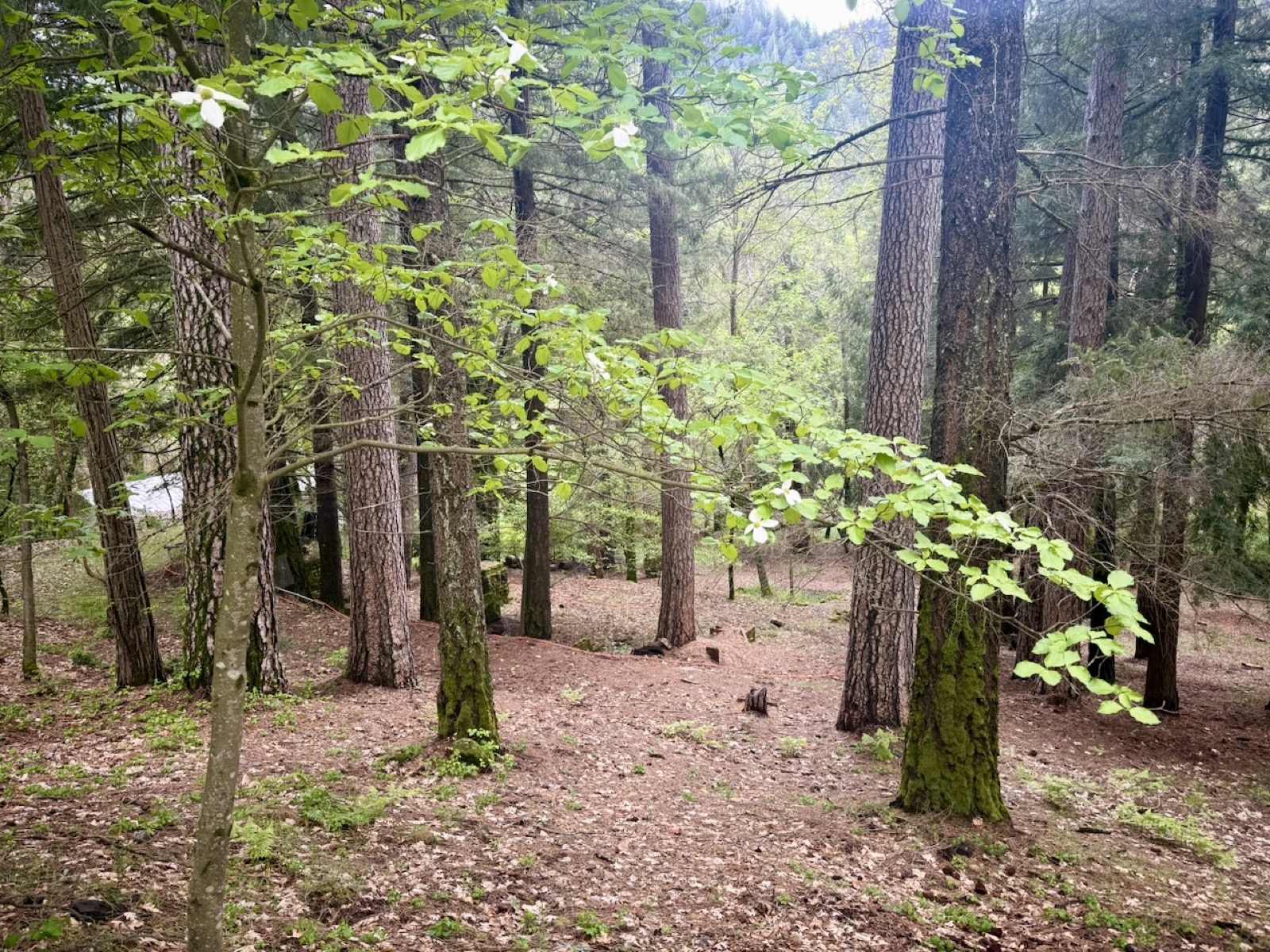 Property natural features